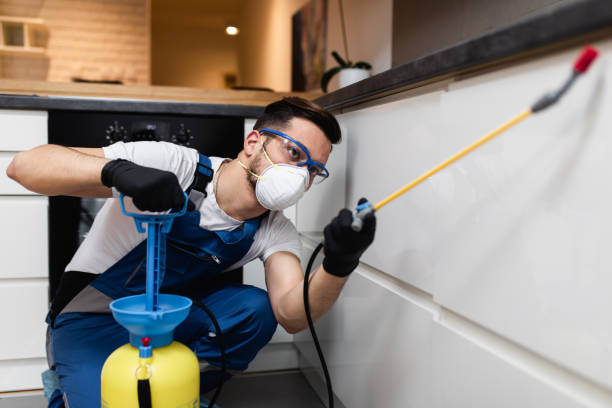 Best Wasp Removal Services  in Hanamaulu, HI