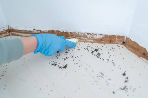 Best Pest Inspection Near Me  in Hanamaulu, HI