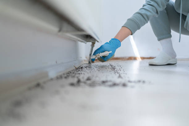 Best Local Pest Control Services  in Hanamaulu, HI